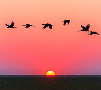 Vol flamands roses au coucher du soleil.jpg.jpg