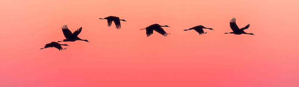 Vol flamands roses au coucher du soleil_edited.jpg
