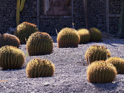 Group of golden barrel cacti on a rocky surface in a dry outdoor setting, highlighted by sunlight.