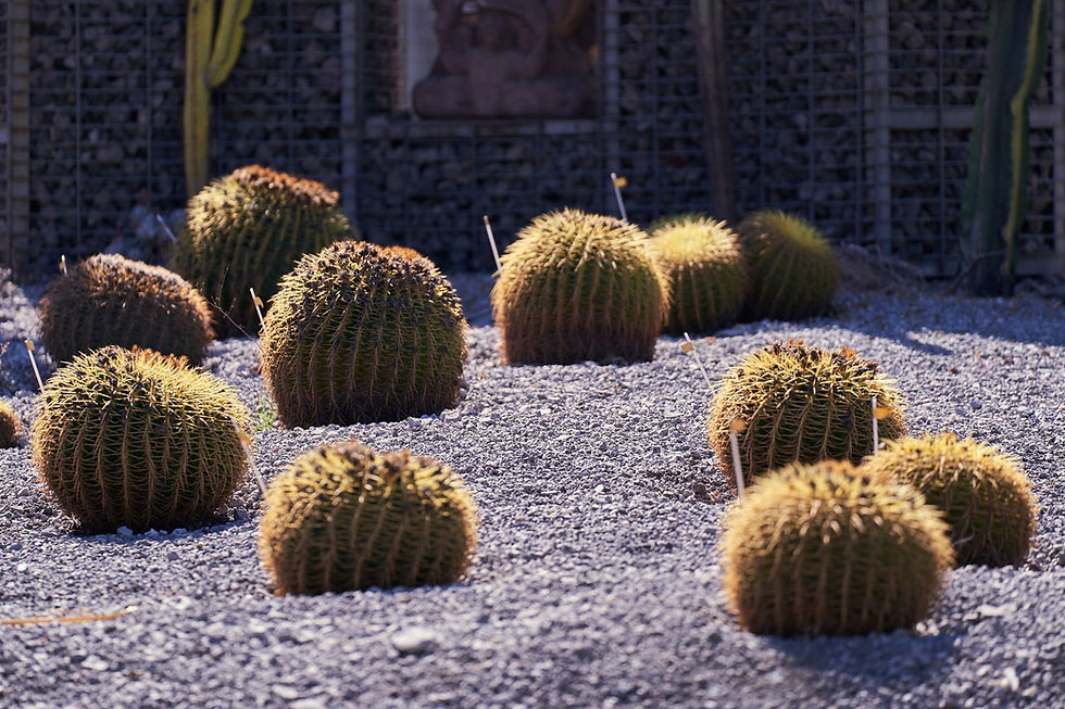 Group of golden barrel cacti on a rocky surface in a dry outdoor setting, highlighted by sunlight.