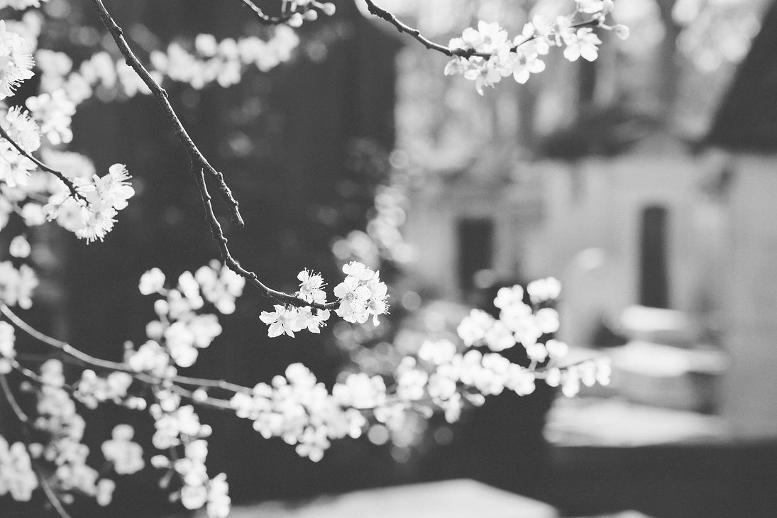 White%20Flowers_edited.jpg