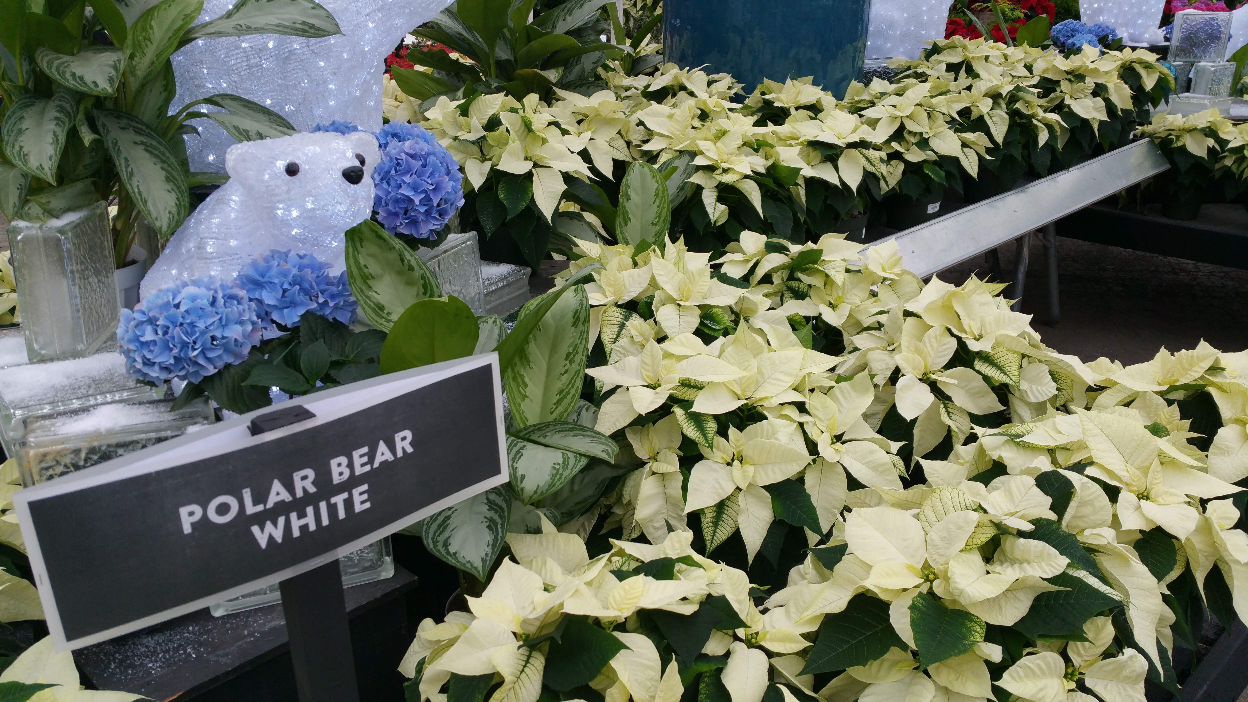 Polar Bear White 6" Pointsettia