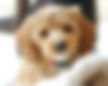 Ruby1.jpeg