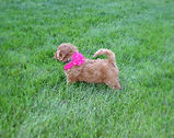 Pup looking off in the distance