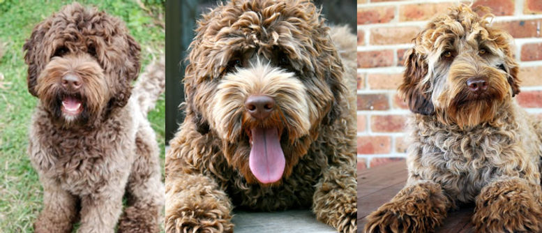 Cafe labradoodles