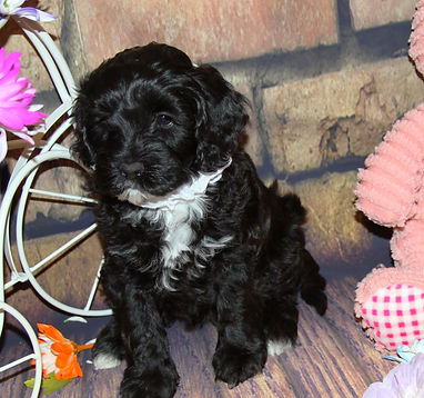 Lakebluelabradoos, puppy, labradoodle puppy, labradoodle