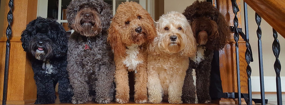 Lake Blue Labradoodles group retired