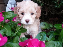 Labradoodles, Labradoodle puppies, Labradoodle puppies for sale, Labradoodles in NC