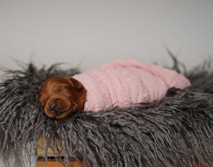 Daisy girl1 2026.jpg