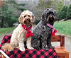 dogs