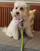 Labradoodles, Labradoodle puppies, Labradoodle puppies for sale, Labradoodles in NC