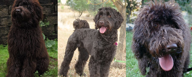 Chocolate Labradoodles