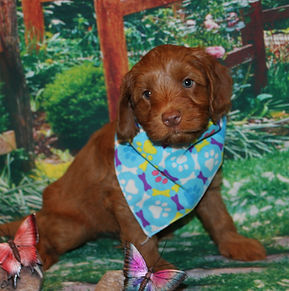 A red Australian Labradoodle puppy at seven weeks old.