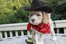 Lake Blue Labradoodles