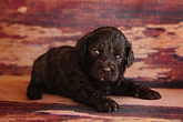 Labradoodles, labradoodle puppies, NC, Lake Blue Labradoodles
