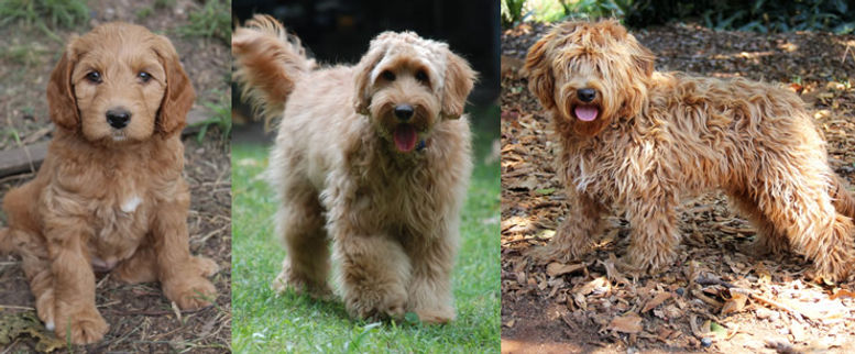 Gold Australian labradoodles has blk nose