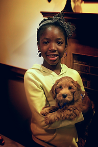 Cute Puppies Lake Blue Australian Labradoodles United States