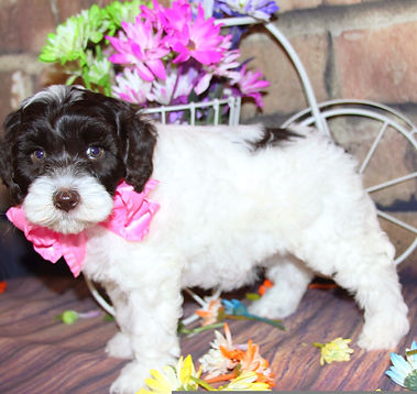 Lakebluelabradoos, puppy, labradoodle puppy, parti labradoodle