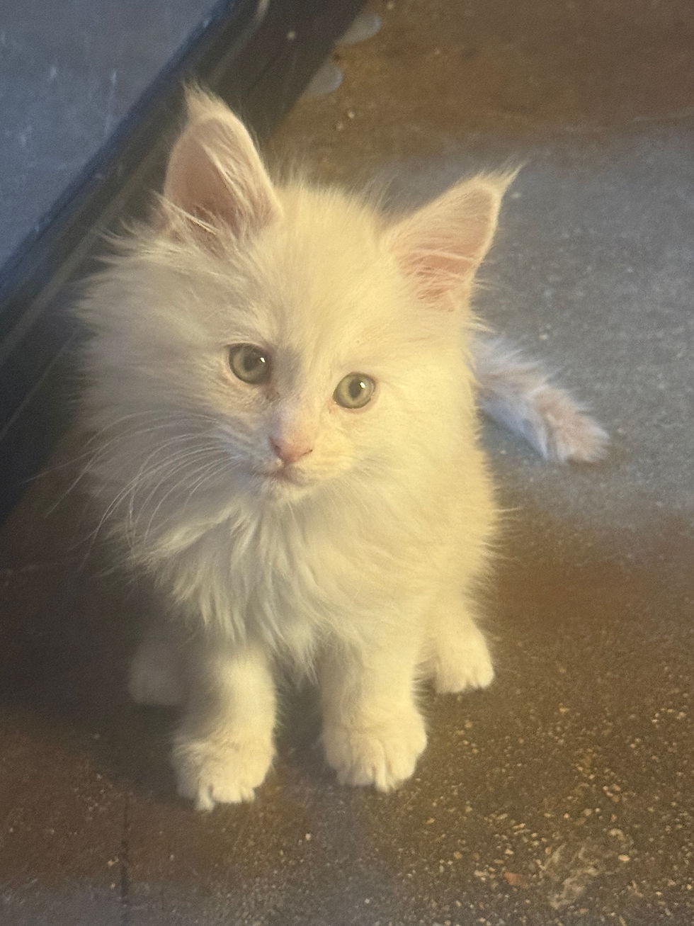 cream colored maine coon
