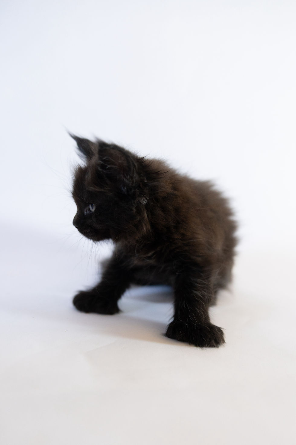 female black polydactyl maine coon