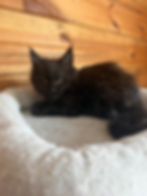 black female maine coon