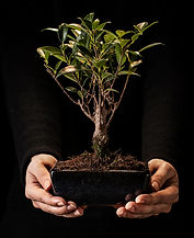 imagen_manoArbol_principal1.jpg