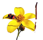 Photo ñachak ladybugs.png
