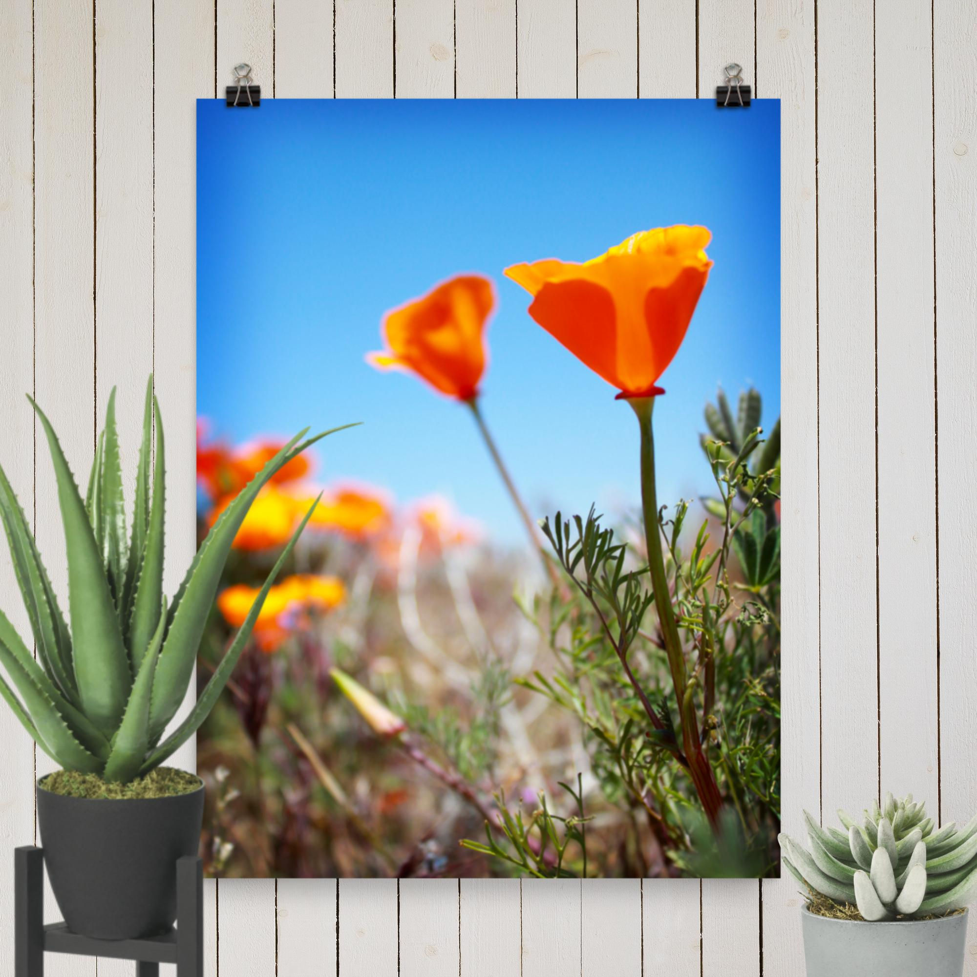 18″×24″ Antelope Valley Poppies Poster