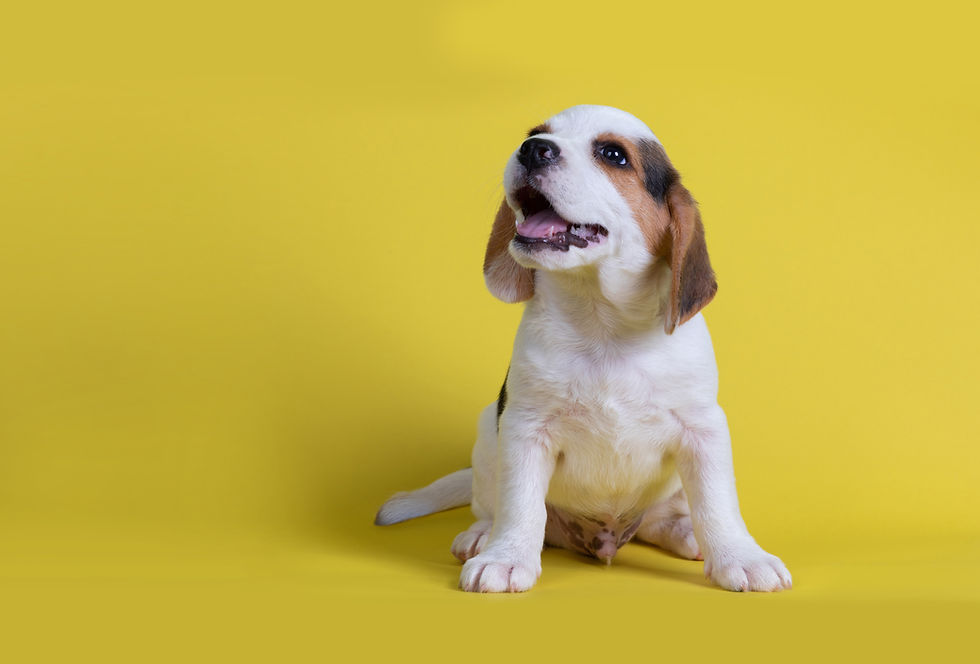 CİNS KÖPEK ÜRETİMİ VE SATIŞI- KÖPEK ÜRETİM ÇİFTLİĞİ – KÖPEK ÜRETİMİ NASIL OLMALI?