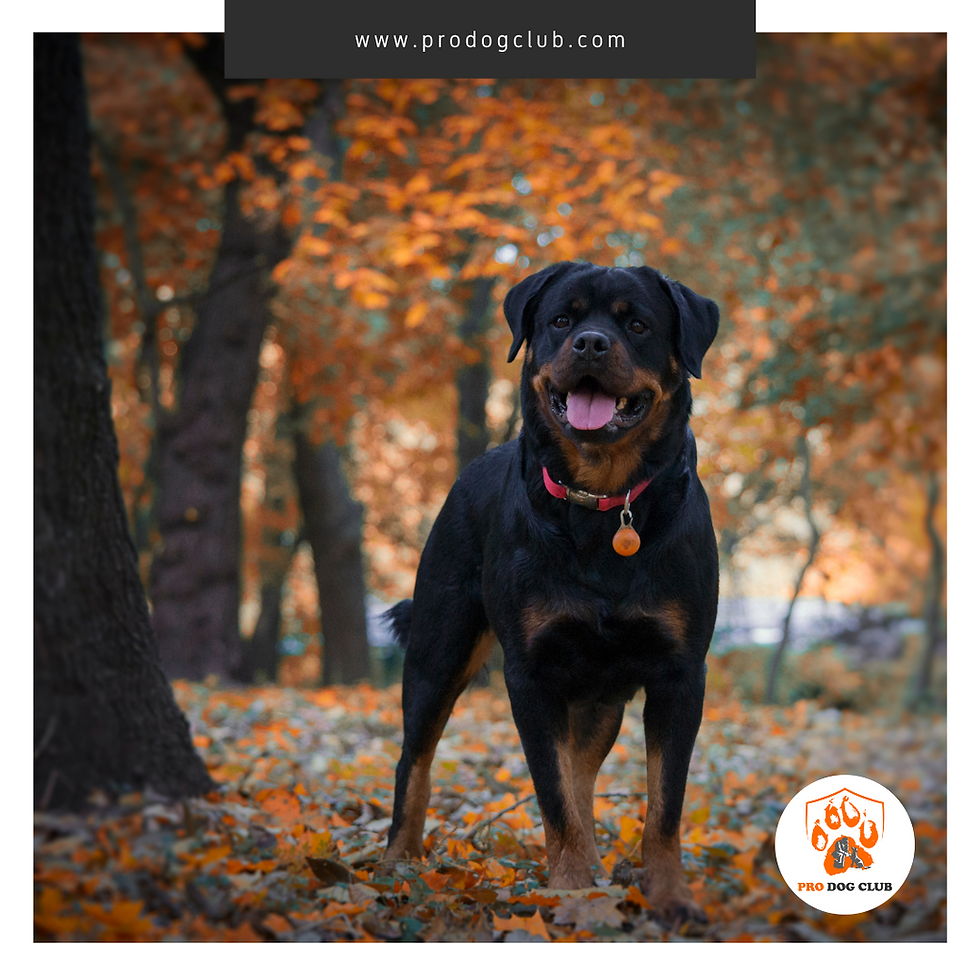 İRİ KÖPEK IRKLARI