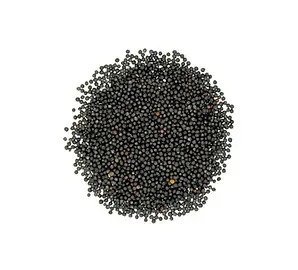 kanola tohumu 2.webp