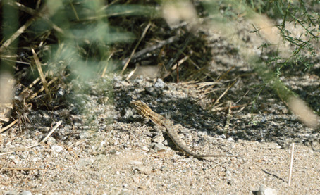 Common Side-blotched Lizard scurrying around Jane Hoffbrau Palm Oasis