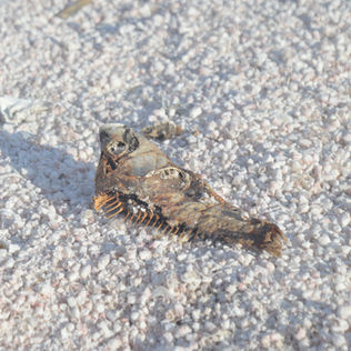 The Environmental Disaster Known as the Salton Sea, CA