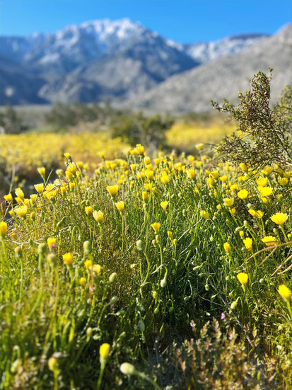 fields of desert dandelions in the wash leading to Vargas Palms Oasis