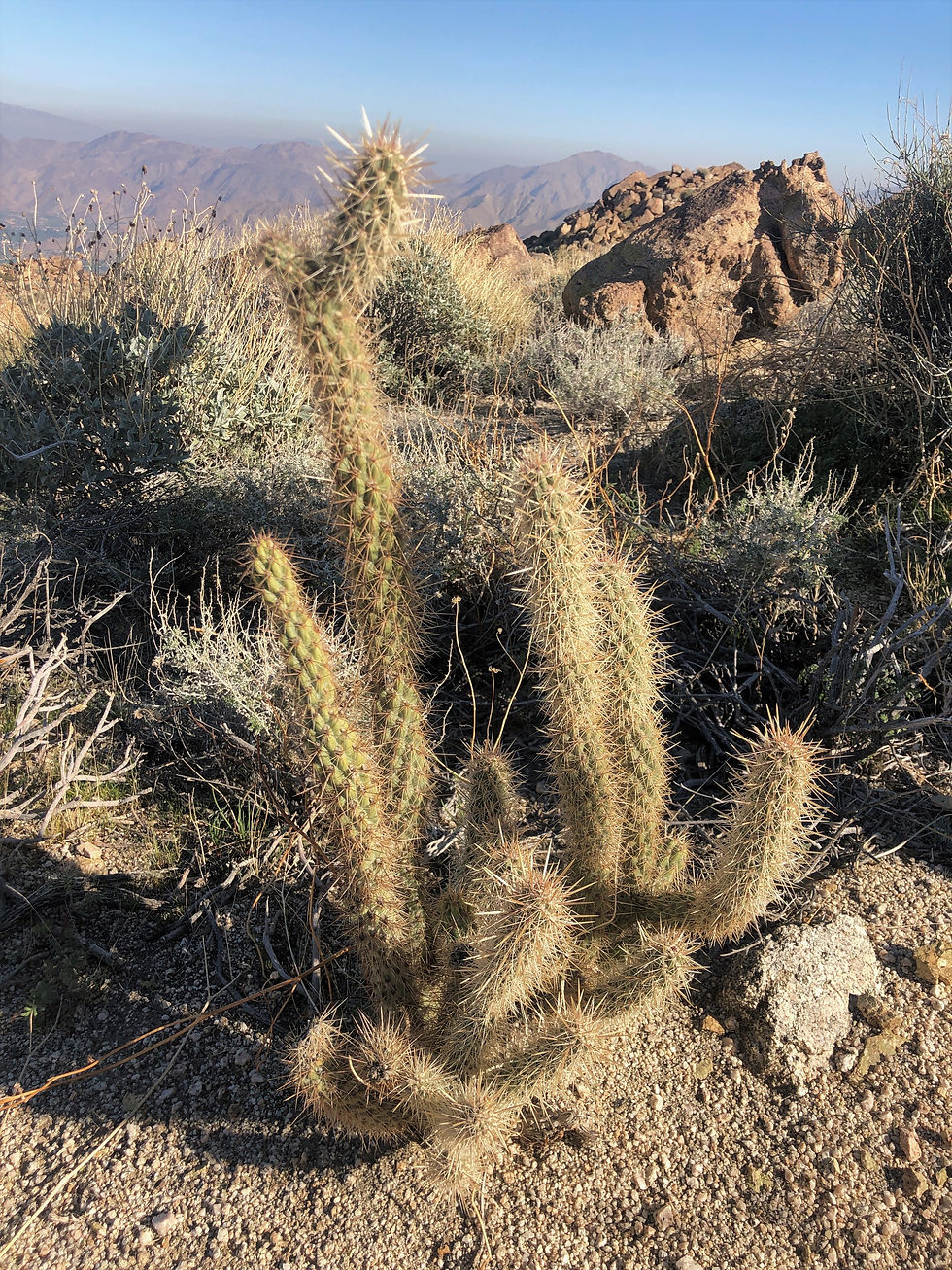 Gander cholla cactus along the Art Smith Trail in the Santa Rosa Mountains
