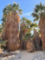 dead fronds forming the skirt of these desert fan palms