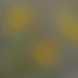 Superbloom 2019 in the Sonoran Desert