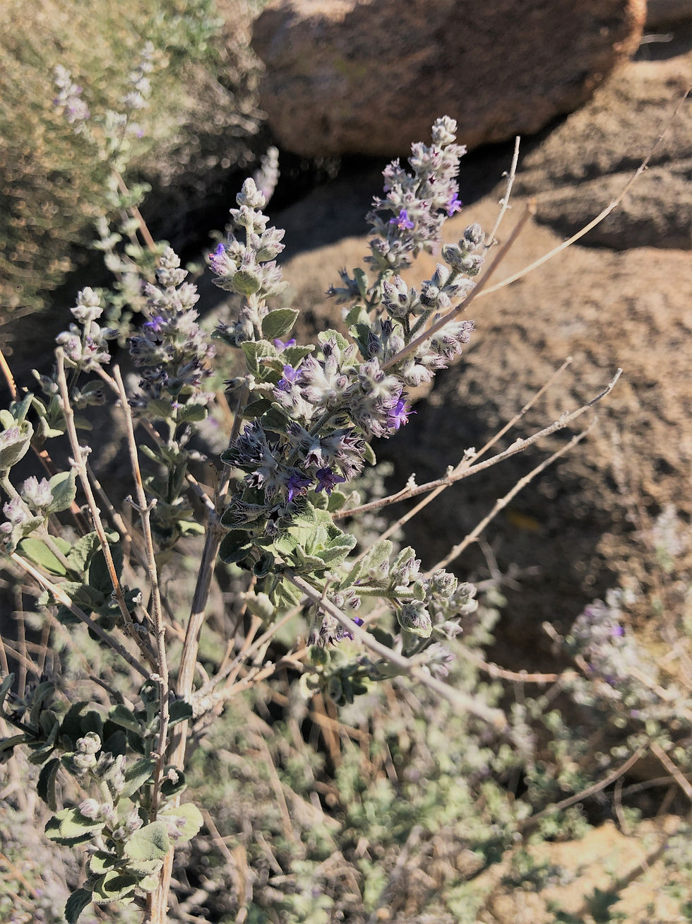 Desert lavender along the Art Smith Trail in the Santa Rosa Mountains