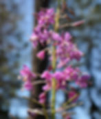 Fireweeds on the Multnomah to Wahkeena Trail Loop
