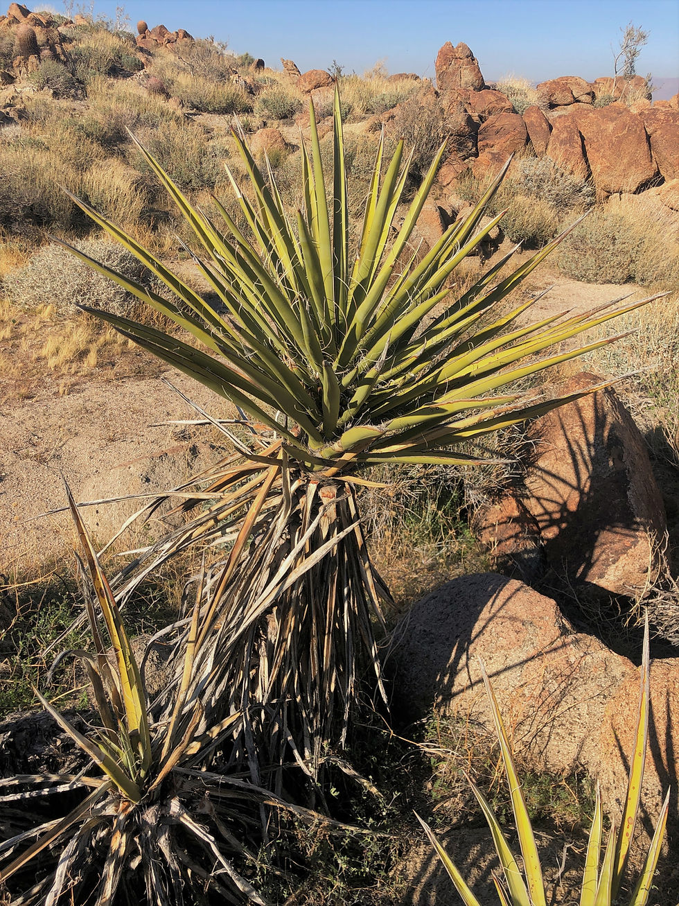 Mojave yucca along the Art Smith Trail in the Santa Rosa Mountains