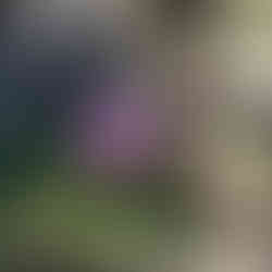 Closeup of trailing windmill growing in the Skeleton Canyon