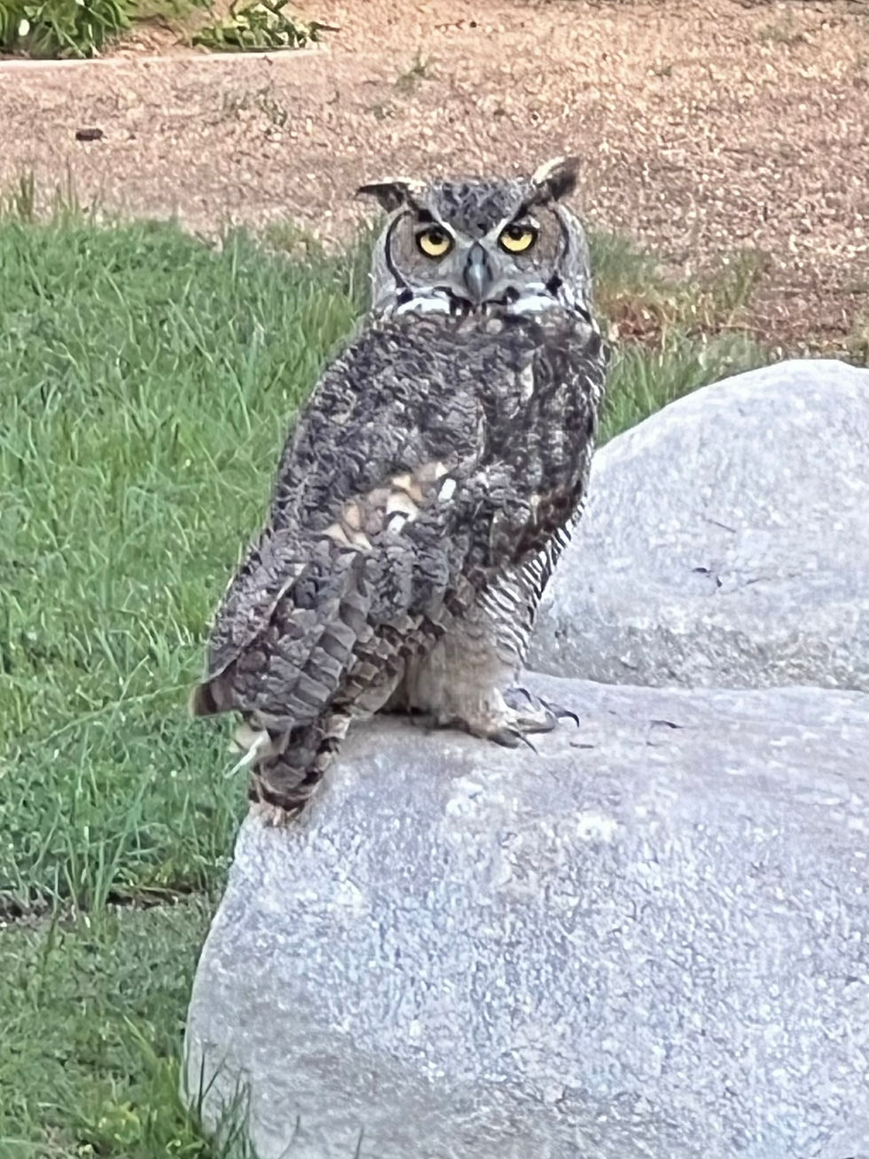 Great horned owl perched on rock in Hidden Palms Oasis