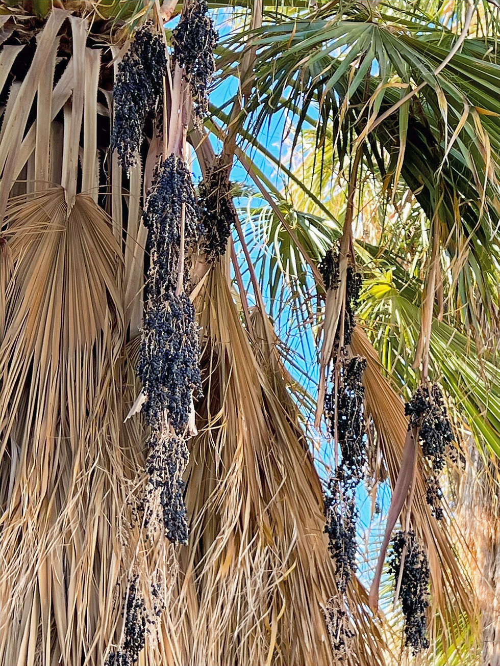 clusters of small, dark purple to black fruits hanging from desert fan palm