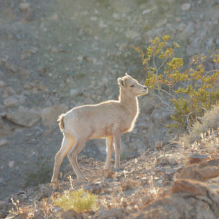 Exploring the Art Smith Trail: A Close Encounter with Bighorn Sheep