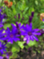 Purple flowers in the gardens surrounding Dunvegan Castle on the Isle of Skye