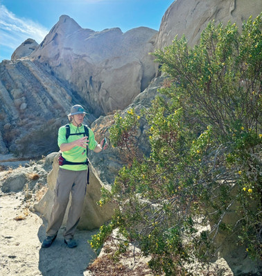 Hike guide pointing out healthy creosote bush along the Indio Badlands trail