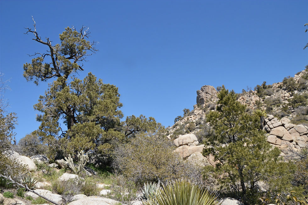 Pinyon pines lining the trail on Asbestos Mountain