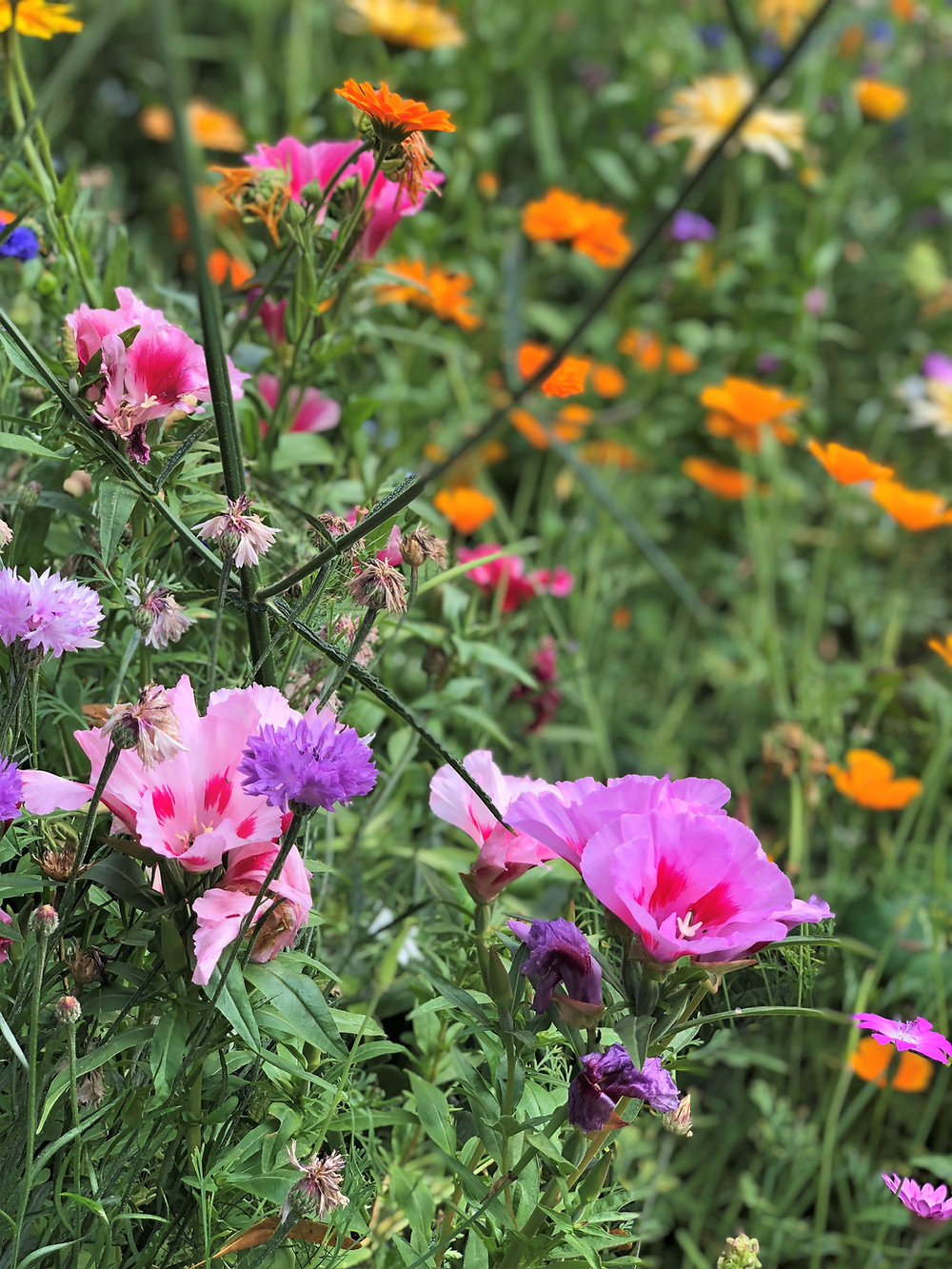 Flower garden at Lord of the Manor estate in Upper Slaughter of the Cotswolds