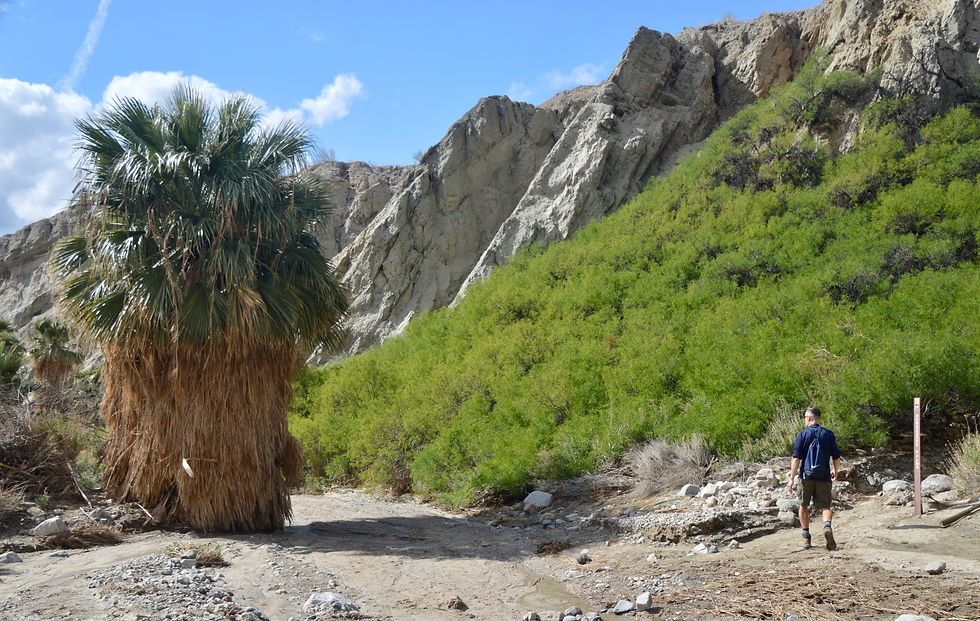 lush green plants and a fan palm at the entrance to Pushawalla Canyon and the oasis