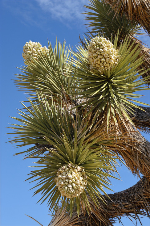 Flowering Joshua tree along Boy Scout Trail in Joshua Tree National Park